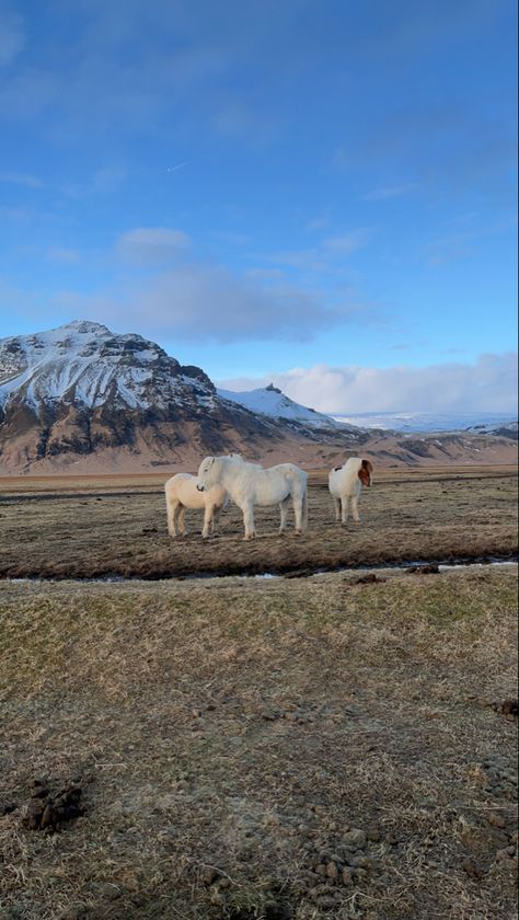 #iceland #wildhorses #aesthetic #grimes #europe #travel #visiticeland Rejkavik Iceland Aesthetic, Greenland Aesthetics, Iceland Aesthetic Winter, Iceland Travel Aesthetic, Reykjavik Iceland Aesthetic, Iceland Autumn, Aesthetic Iceland, Icelandic Culture, Traveling Iceland