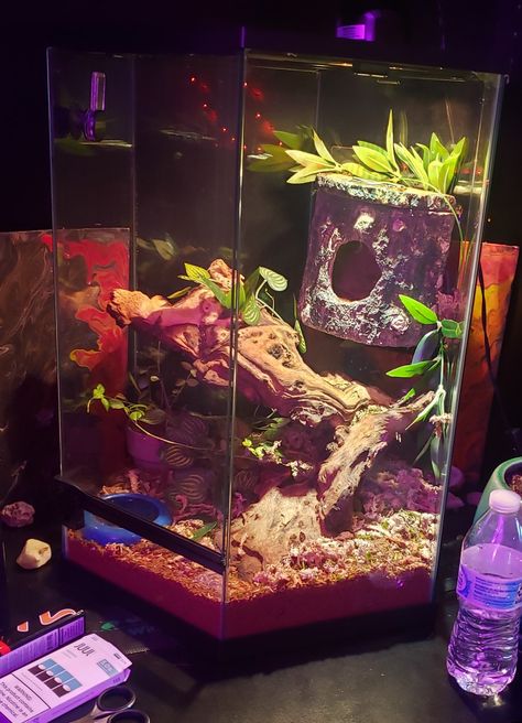 Plants, Reptiles, Skink, Enclosure Ideas Hexagon Fish Tank Ideas, Skink Enclosure, Blue Tailed Skink, Hexagon Aquarium, Tree Frog Terrarium, Fish Tank Garden, Frog Terrarium, Blue Tail, Reptile Tank