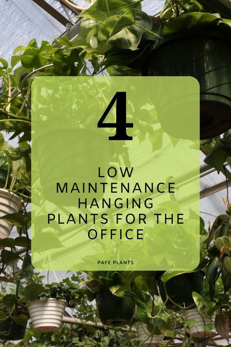 indoor hanging plants, hanging plants for the office, office plants, best plants for the office Indoor Hanging Plants, Best Office Plants, Growing Vines, Hanging Plants Indoor, Best Office, Easy Care Plants, Plant Ideas, Office Plants, Low Maintenance Plants