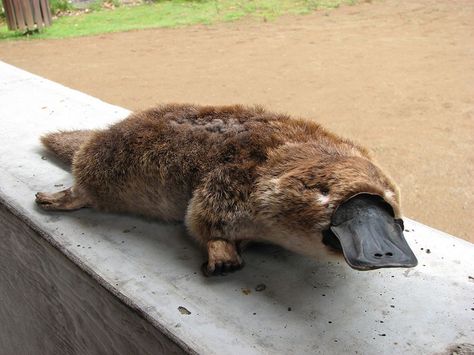 Duck Billed Platypus, Tattoo Nature, Australia Animals, Aktivitas Montessori, Platypus, Australian Animals, Silly Animals, Animal Sketches, Weird Animals