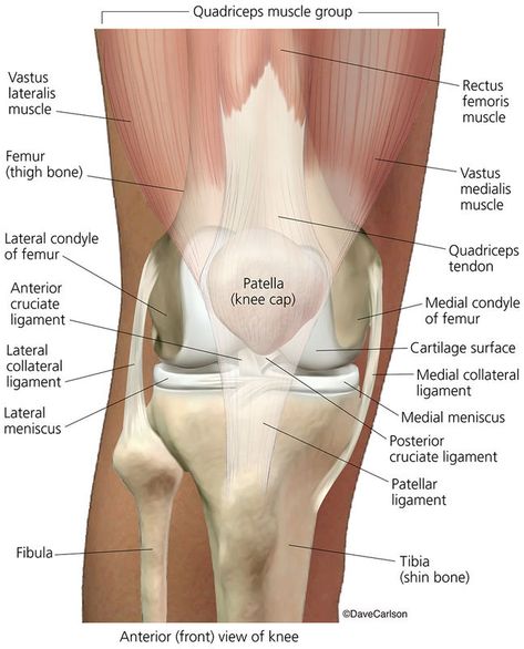 Skeletal System | Carlson Stock Art Eye Anatomy Diagram, Skeletal System Anatomy, Human Knee, Human Skeletal System, Human Skeleton Anatomy, Anatomy Bones, Human Body Unit, Basic Anatomy And Physiology, Skeletal System