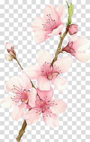 Cherry Blossom Watercolor Painting, Blossom Watercolor Painting, Cherry Blossom Vector, Blossom Watercolor, Cherry Blossom Watercolor, Pink Drawing, Cherry Blooms, Cherry Blossoms Illustration, Drawing Png