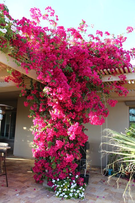 Climbing Flowers, نباتات منزلية, Garden Vines, Pergola Plans, Pergola Patio, Flowering Vines, Camping Ideas, Climbing Plants, Bougainvillea