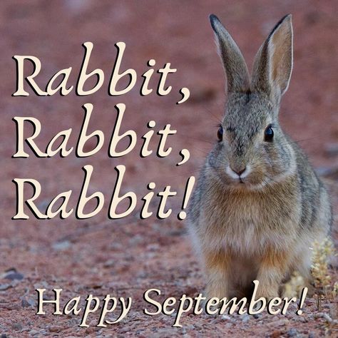 @mbondcollins posted to Instagram: According to an old superstition, uttering the words "rabbit, rabbit, rabbit" on the first of the month will make you lucky for the rest of that month. So rabbit it up, y'all--and have a great month! #rabbitrabbit #rabbitrabbitrabbit #forluck #happyseptember #authorchallenge2019 #shifters #wererabbits #authorlife #writersofinstagram #bunniesofig #bunnies #authorsofinstagram #writerscommunity #writersofig #writingcommunity #writer #instabunny #writers Rabbit Rabbit First Of The Month, First Of The Month, Rabbit Rabbit Rabbit, Happy September, 23 September, Rabbit Rabbit, Sound Meditation, Writing Community, One Month