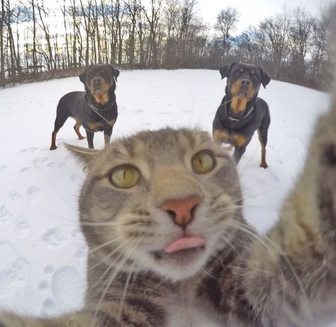 Cat takes selfie with 2 dog friends. From Imgur.com Taking Cat, Cat And Dog Memes, Gatto Carino, Cat Selfie, Image Chat, Funny Cats And Dogs, صور مضحكة, Funny Animal Pictures, Dog Memes