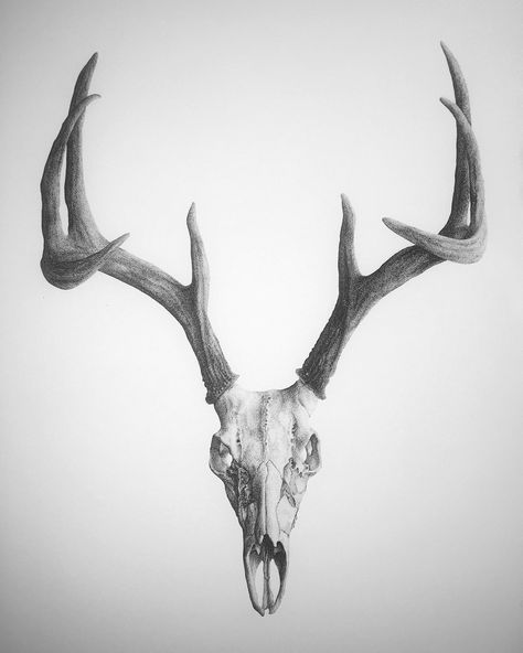 Stag Skull Tattoo Design, Deer Skull Front View, Deer Skull Illustration, Deer Skull Tattoo Design, Deer Skull Sketch, Deer Skull Tattoo For Men, Deer Skull Reference, Elk Skull Drawing, Buck Skull Tattoo