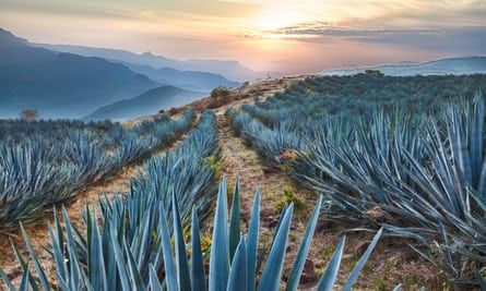 Field of blue agave cactus near Tequila. Taqueria Design, Mexican Courtyard, Agave Field, Dry Gardens, Tequila Agave, Agave Cactus, Knitting Crafts, 2020 Vision, Blue Agave