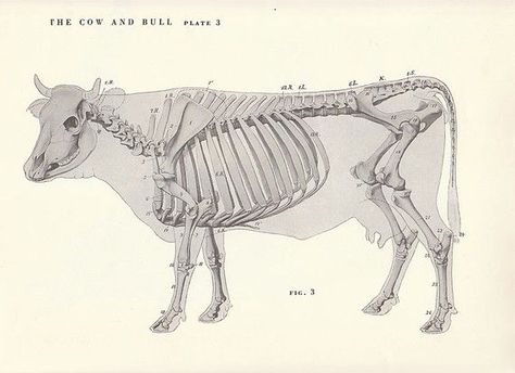 Vintage Cow and Bull Side Skeletal View Illustration Book Page Cow Skeleton, Cow Sketch, Animal Skeleton, Beef Cow, Skeleton Anatomy, Nature Collage, Skeleton Illustration, Animal Skeletons, Animal Anatomy