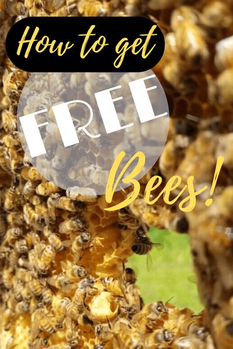 How To Raise Bees For Honey, How To Start A Bee Hive Beekeeping For Beginners, How To Attract Bees To A Hive, Raising Bees For Beginners, Bee Hotels Diy, Bee Keeping For Beginners, Diy Bee Hive, Water For Bees, How To Start Beekeeping