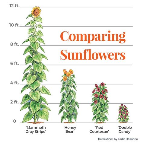 7 must-have sunflowers to grow in your garden: Add some cheer to your garden with a few of these must-have sunflowers in a range of sizes from front of the border to back and containers, too! Sunflowers In Front Of House, Sunflower In Garden, Growing Sunflowers In Pots, Sunflower Garden Backyard, Sunflower Garden Ideas, Sunflowers In Pots, Sunflower In Pot, Colorado Plants, Sunflower Growing