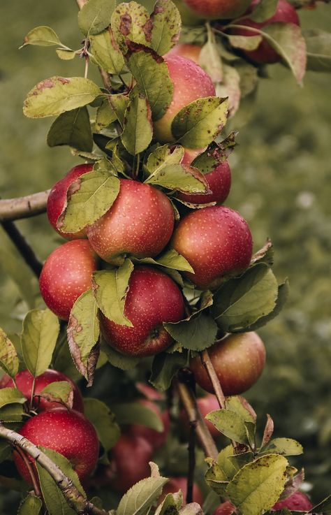 Apple Asthetics Wallpaper, September Hygge, Early Fall Aesthetic, Apples Aesthetic, September Photos, September Apples, Fall Apple Picking, Autumn Pics, September Vibes