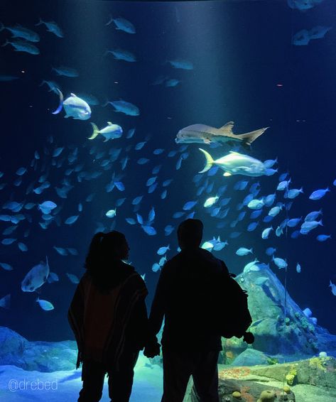 Couple romance newyork NY aquarium date fish ocean museum travel cute inspo goals blue light water holding hands insta instagram story post background screensaver Aquriam Date, Couple At Aquarium, Aquarium Couple Photos, Date Aquarium, Aquarium Aesthetic Couple, Blue Couple Aesthetic, Couple Museum Date, Travel Goals Relationship, Cute Couple Dates