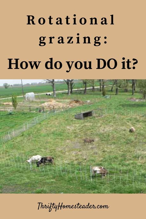 Rotational Grazing Goats, Goat Pasture Ideas, Sheep Farming Ideas, Livestock Homestead, Luxury Homesteading, Urban Living Room Ideas, Goat Pasture, Living Room Ideas Rustic, Room Ideas Rustic