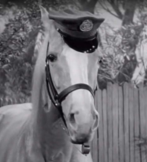 Mr Ed, Mister Ed, 70s Tv Shows, Classic Comedies, Strange Photos, Old Tv Shows, Vintage Tv, Princess Of Power, Old Tv