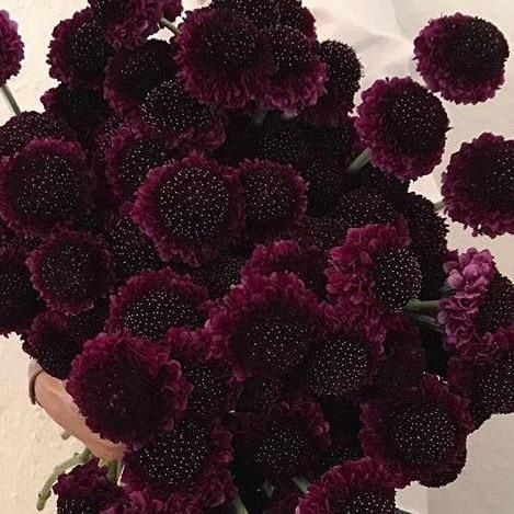 Burgundy Scabiosa Flower Burgundy Scabiosa, Scabiosa Flower, Goth Garden, Gothic Garden, Black Garden, Dark Flowers, Dark Burgundy, Diy Wedding Flowers, Spray Roses