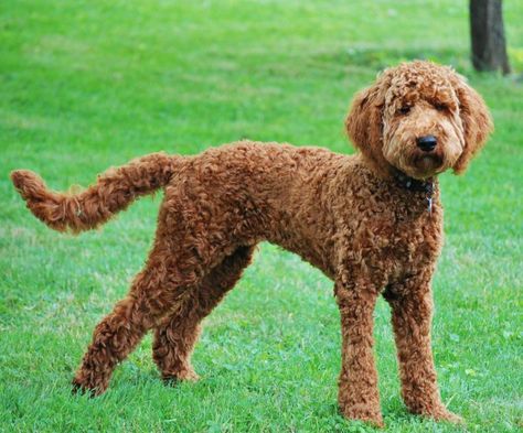 labradoodle haircuts for summer | Do you do a summer haircut? - Labradoodle Forums Labradoodle Short Haircut, Labradoodle Haircuts, Labradoodle Hair, Labradoodle Haircut Style, Labradoodle Cuts, Labradoodle Haircut, Labradoodle Grooming, Goldendoodle Haircuts, Goldendoodle Grooming