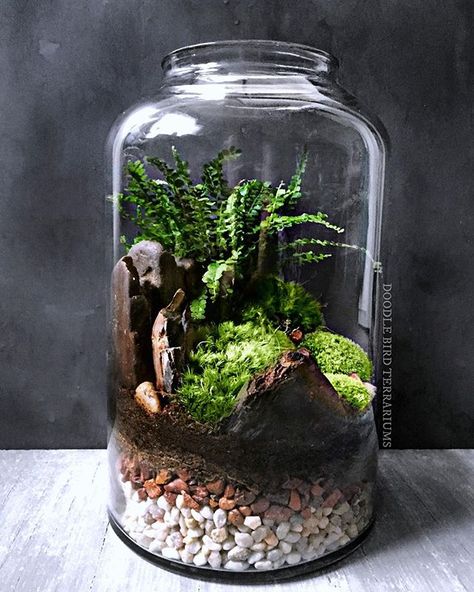 This piece was a custom request for a fern/moss terrarium in a large 16" high jar. I started with layered substrate and architectural elements (petrified wood pieces) followed by planting the fern and finishing off with mounds of live moss.  #terrarium #fern #moss #nature #landscape #stylegreen #sustainabledesign #dishgarden #green #greendesign #verticalgarden #dbterrariums Blush Ranunculus, Terrarium Bottle, Bonsai Terrarium, Terrariums Diy, Ficus Bonsai, Terrarium Jar, Small Terrarium, Terrarium Ideas, Beautiful Terrariums