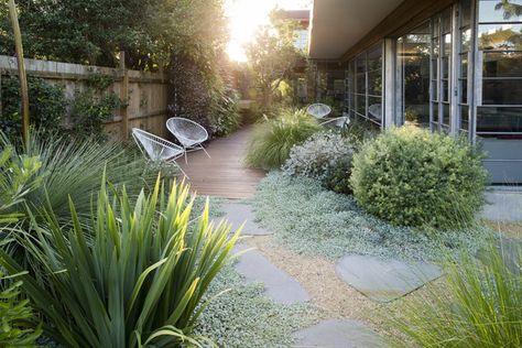 Peter Fudge modern garden Peter Fudge, Architectural Trees, Coastal Garden, Australian Native Garden, Australian Garden, Australian Native Plants, Gravel Garden, Coastal Gardens, Side Garden