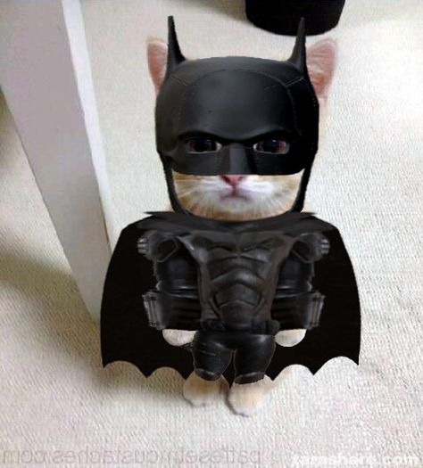 El Gato Batman 2022 Real Batman, Batman Meme, Batman Cat, Cute Batman, Batman Decor, Batman Drawing, Batman Pictures, I Am Batman, Batman And Catwoman