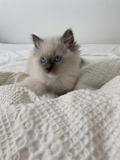 Cute ragdoll kitten Ragdoll Cats And Kittens, Fluffy Ragdoll Cat, Ragamuffin Kittens, Gato Ragdoll, Ragdoll Kittens, Dream's Cat, Newborn Kittens, Ragdoll Cats, Persian Kittens