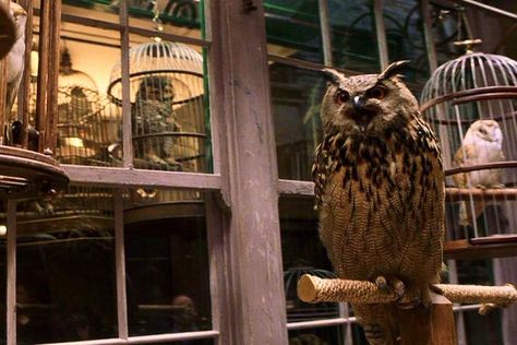 Eeylops Owl Emporium - Harry Potter Wiki Harry Potter Owl Aesthetic, Owls Harry Potter, Hp Visuals, Shifting Experience, Harry Potter Tumblr Posts, Edit Collage, Shifting Script, Harry Potter Owl, Hogwarts Aesthetic