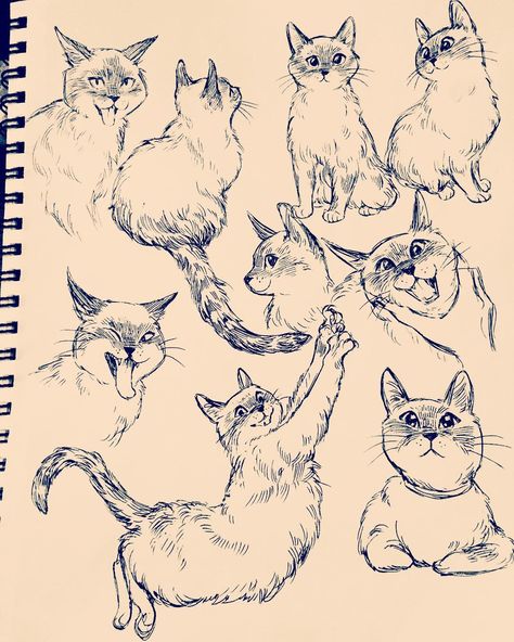 @babycoconutcat 👶🏻 🥥 🐱 #art #drawing #cats Bev Johnson, Cat Drawing Tutorial, Cats Art Drawing, Cat Sketch, Arte Van Gogh, 강아지 그림, Cats Drawing, Drawing Cats, Cats Illustration