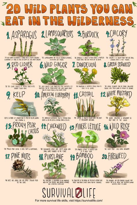 Foraging for edible wild plants is an invaluable skill for preppers as survival will often depend on eating what’s available. Lucky for you, the wild is a garden of free edibles waiting to be harvested as long as you know what to go for. #ediblewildplants #edibleplants #foraging #survivalfood #survival #preparedness #survivallife Supraviețuire Camping, Wild Food Foraging, Edible Wild Plants, Magia Das Ervas, Survival Skills Life Hacks, Magic Herbs, Survival Life Hacks, Survival Techniques, Herbs For Health