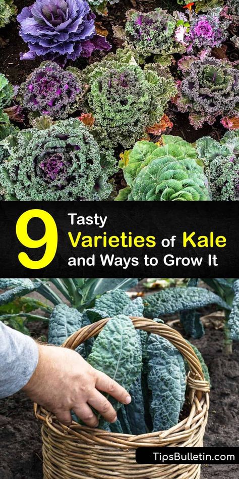 Food Routine, Types Of Kale, Red Russian Kale, Veggies Garden, Red Kale, Lacinato Kale, Kale Plant, Dinosaur Kale, Tortoise Enclosure