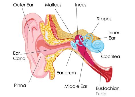 Different Parts of the Human Ear: Which Ones Have You Heard Of? Inner Ear Diagram, Human Ear Diagram, Human Ear Anatomy, Ear Diagram, Ear Structure, Reflexology Points, Ear Anatomy, How To Draw Ears, Brain Surgeon