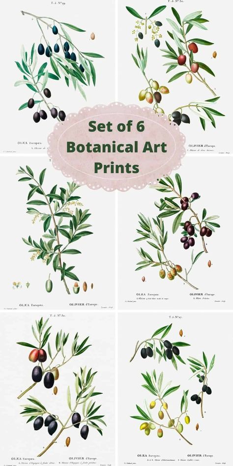 Herb Prints Free Printable, Herb Pictures, Free Botanical Printables, Free Botanical Prints, 2023 Scrapbook, Farmhouse Printable, Herb Prints, Pine Cone Art, Free Wall Art