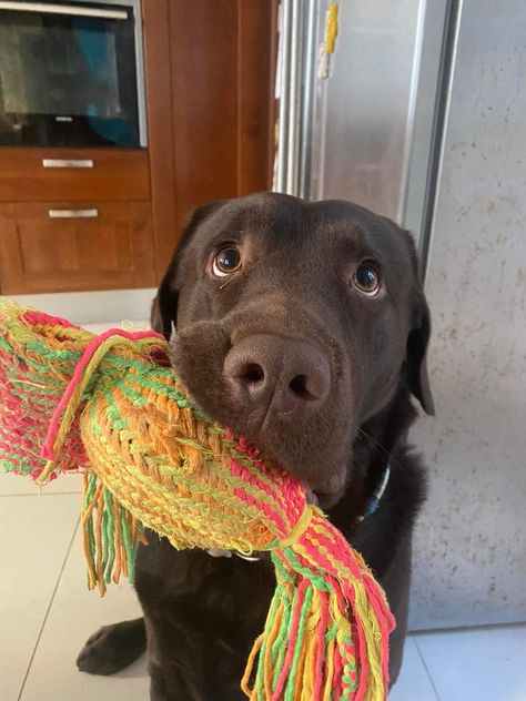 Brown Lab Aesthetic, Labrador Service Dog, Chocolate Lab Aesthetic, Labrador Colors, Brown Labrador Puppy, Labrador Aesthetic, Labs Dogs, Brown Labrador Retriever, Fat Puppies