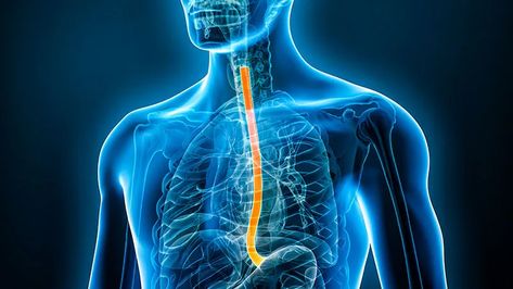 Dr David Johnson offers his tips and techniques for dysphagia, rumination, laryngopharyngeal reflux, and other esophageal conditions. General Practitioner, Reflux Disease, White Blood Cells, Greatest Mysteries, Internal Medicine, New Forest, Blood Cells, Health Articles, The Guardian