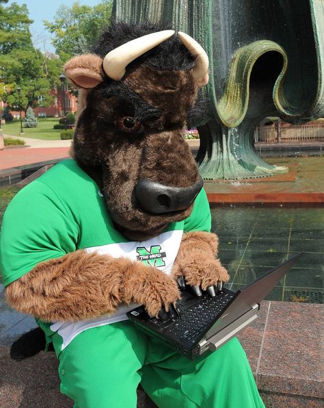 Marshall University Thundering Herd - costumed mascot Marco the Buffalo - on computer checking class schedule Marshall Football, Bull Mascot, Collage Football, Sun Belt, Marshall University, Country Roads Take Me Home, Dream College, Sports Figures, Black Bull