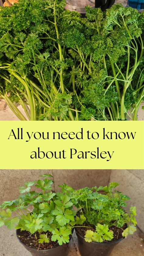 Easy guide to Parsley. Why parsley is a fantastic herb. Cooking With Parsley, Growing Parsley Outdoors, Harvesting Parsley, Growing Parsley Indoors, Parsley Tea, Growing Parsley, Parsley Plant, Parsley Recipes, Growing Cilantro