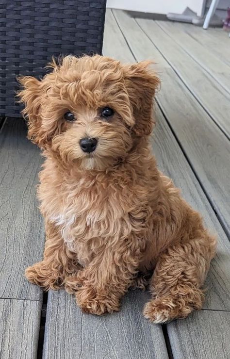 Cute Puppy Dogs, Maltipoo Vs Cavapoo, Maltipoo Puppy Brown, Maltipoo Dogs Full Grown, Toy Maltipoo Full Grown, Maltipoo Aesthetic, Maltipoo Adult, Maltipoo Full Grown, Mini Maltipoo