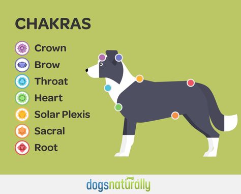 Animal Chakras, Dog Reiki, Tumors On Dogs, Reiki Training, Animal Reiki, Learn Reiki, Spoiled Dogs, Reiki Practitioner, Energy Healing Reiki