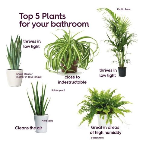 Best Bathroom Plants, Mother In Law Tongue, Plant Care Houseplant, Best Plants, Inside Plants, Bathroom Plants, Spider Plants, Green A, House Plants Indoor