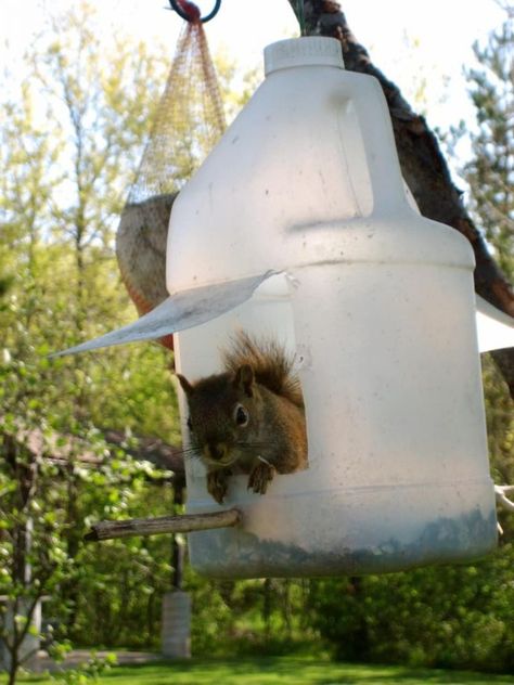 25+ Free DIY Squirrel Feeder Ideas & Plans For Your Backyard (2022) Squirrel Feeder Plans, Squirrel House Plans, Squirrel Feeder Diy, Squirrel House, Squirrel Home, Squirrel Food, Squirrel Feeders, Squirrel Feeder, Diy Bird Feeder