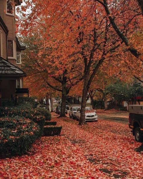 Vancouver Autumn, Stay Forever, Landscaping Images, Mazzy Star, Autumn Magic, Autumn Foliage, Vancouver British Columbia, Fall Inspo, Autumn Scenery