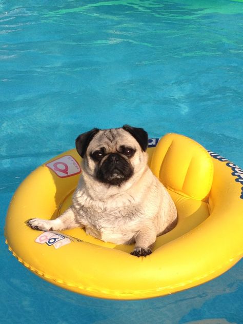 Piglet in the pool Dogs In Pool, Funny Pug Videos, Pug Gifs, Dog Pool, Baby Pugs, Pug Art, A Pug, Pug Puppies