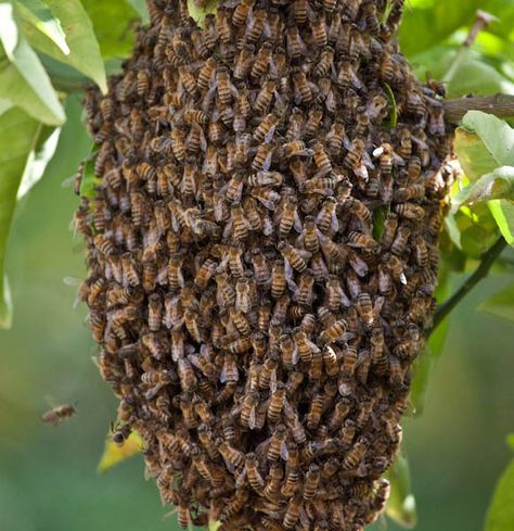 Honey bee swarm, April 2012 Honey Bee Swarm, Bee Swarm, Bees And Wasps, Bee Keeper, April 2012, Moving Day, Bee Happy, Wasp, Bee Keeping