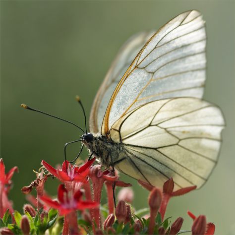 Translucent Butterfly, the Black-veined White | by Foto Martien Translucent Butterfly, Types Of Butterflies, Butterfly Photos, Beautiful Bugs, Little Critter, White Butterfly, Western Europe, Natural Gifts, North Africa