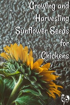 Suburban Chickens, Plants For Chickens, How To Grow Sunflowers, Harvesting Sunflower Seeds, Chickens 101, Happy Chickens, Grow Sunflowers, Feeding Chickens, Chicken Yard