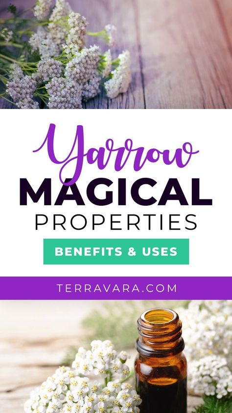 Yarrow magical properties. Yarrow Flower Benefits, Yarrow Plant Benefits, Yarrow Magical Properties, Yarrow Benefits, Witch Plants, Damiana Tea, Yarrow Oil, Earth Warrior, Witches Garden