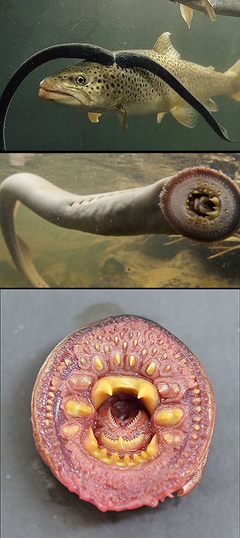 Strange Animals Real, Unique Sea Creatures, Strange Sea Creatures, Pressure Oc, Weird Sea Creatures, Animal References, Monster Design, Sea Birds, Weird And Wonderful