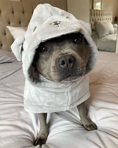 The cute dogs pets on Instagram: “Beautiful dog 💕💕😘😘 Follow us @thecutedogspets 📸 @dorastaffy  . . . . . . . #staffypuppy #bluestaffy #staffygram #staffy #staffylovers…” Staffie Puppies, Blue Staffy Puppy, Dog Harness Leather, House Hippo, Blue Staffy, Staffy Dog, Blue Nose Pitbull, Cutest Dog Ever, Foster Dog