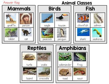 Animal Classification Sort - Mammals, Birds, Fish, Reptiles, and Amphibians | Animal classification, Amphibians, Mammals Himalayas Map, Mammals Animals, 100 Días De Clases, Maths Eyfs, Animals And Pet Supplies, Animal Classification, Kindergarten Science, Marine Mammals, Old World Christmas