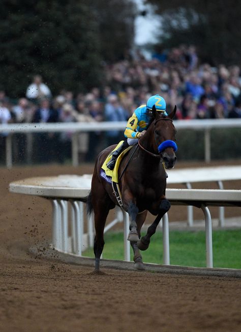 American Pharoah and Victor Espinoza win the Breeders' Cup Classic. Photo Breeders' Cup Ltd. American Pharaoh, The Breeders, First Horse, Thoroughbred Racehorse, American Pharoah, Reining Horses, Derby Horse, Classic Photo, Breeders Cup