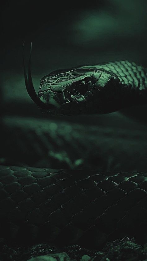 Green Serpent, Slytherin Wallpaper, Loki Aesthetic, Toronto Zoo, Dark Green Wallpaper, Snake Wallpaper, Verde Smeraldo, Slytherin House, Dark Green Aesthetic