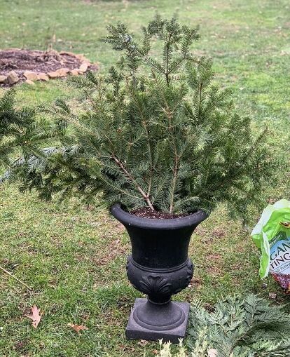 Winter gardening with outdoor planters is a great way to satisfy that craving while decorating for the holidays. Check out this easy and quick classic and simple front porch Christmas decoration on a budget. Decoration On A Budget, Simple Front Porch, Winter Containers, Winter Container Gardening, Outdoor Christmas Planters, Outdoor Urns, Christmas Urns, Holiday Planter, Winter Planter